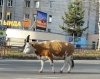 В Тынде найдут и накажут владельцев гуляющих по улицам коров