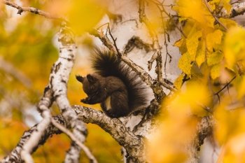 Золотая пора. Фоторепортаж Сергея Лазовского с осенних улиц Благовещенска