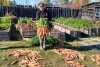 Тындинская огородница вырастила на севере рекордный урожай моркови
