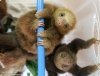 Утро с «Амурской правдой»: как спасают ленивцев, обнимашки с голубем и рецепт по-японски