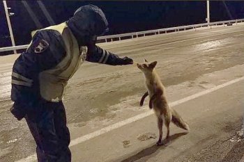 Инстаобзор АП: катки на дорогах, звезда шансона и полицейский лис