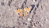 В Приамурье в октябре обнаружили живую бабочку (видео)