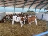 Амурская мегаферма «Луч» будет разводить и продавать красно-пестрых коров