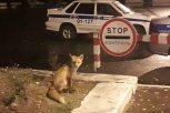 В Благовещенске на посту ГИБДД полицейские прикормили лису