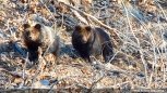 Амурские медвежата Миша и Маша вырыли берлогу в сафари-парке