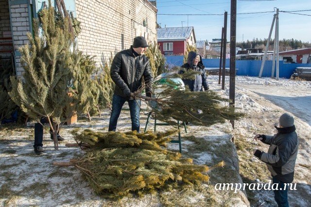 Новогодние Ели В Горшках