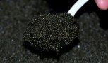 Амурчанин пойдет под суд за незаконный оборот 110 килограммов черной икры