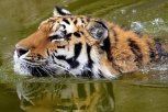 Найденную в Хинганском заповеднике кровь тигра отправят на анализ в Москву