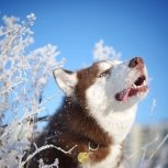 Инстаобзор АП: снежные собаки, ледяные цветы и солнце над маяком