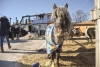 Полицейские возбудили уголовное дело по факту пожара в конном клубе «Аллюр»