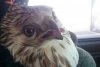 Орнитолог: птицы в Приамурье гибнут не от сильных морозов, а от голода