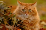 Житель Сковородина продает кошку-предсказательницу за 4 миллиона рублей
