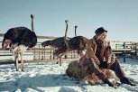 Зимние страусы, минус 54 и предсказания астролога: рейтинг самых популярных статей января–2018