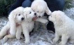 «Мы счастливы!»: многодетная семья из Приамурья получит щенка от сахалинского губернатора