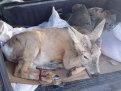 Фото: Управление по охране животного мира Амурской области