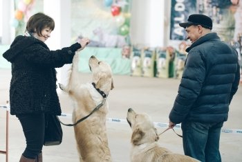 Гриффоны, французские бульдоги и уиппеты собрались на выставке в амурской столице