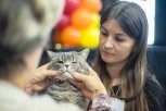 Гостями кошачьего чемпионата в Благовещенске станут карликовые ежи