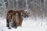 К президентской тигрице Илоне в Архаринском районе сватаются два тигра