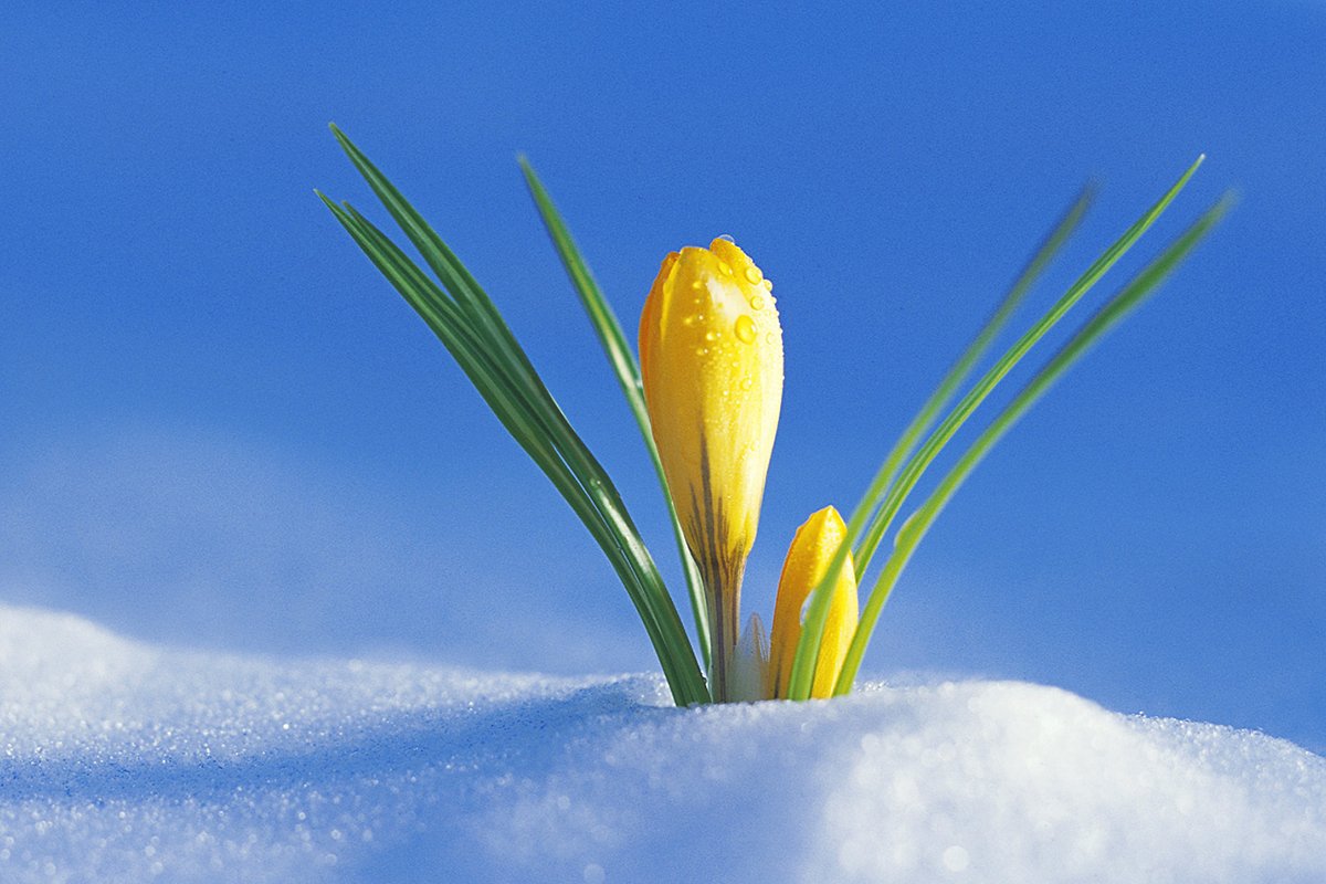 Первый день весны на краешке земли нечаянно. Весенние цветы. Цветы в снегу. С первым днем весны.