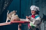 Рыжие, усатые и полосатые артисты: благовещенцев покорили коты Куклачева