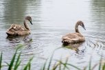 В Ивановке рядом с лебединым озером предложили сделать Арбат и ярмарку