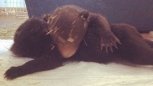 Амурские медведи-сироты подружились в Приморье с гималайским медвежонком