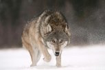 Серая угроза: за последние десять лет численность волков в Приамурье выросла в четыре раза