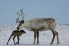 В амурских заказниках стало больше северных оленей