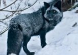 Под Благовещенском ищут пропавшего циркового лиса