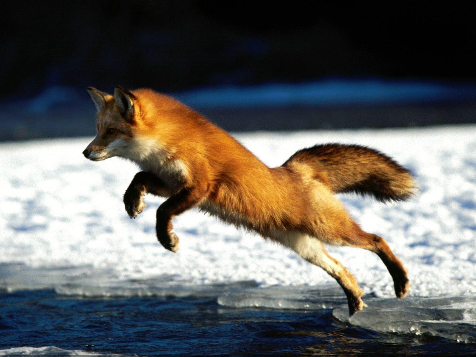 Very fox. Лиса. Лиса в прыжке. Лиса в движении. Лиса бежит.