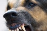 Хозяйка собаки заплатит 7,6 тысячи рублей покусанной жительнице Белогорска