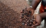 Шоколад под угрозой исчезновения: как изменение климата отразится на нашем питании