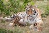 Утро с «Амурской правдой»: амурская тигрица стала мамой и сколько весит самая большая булочка