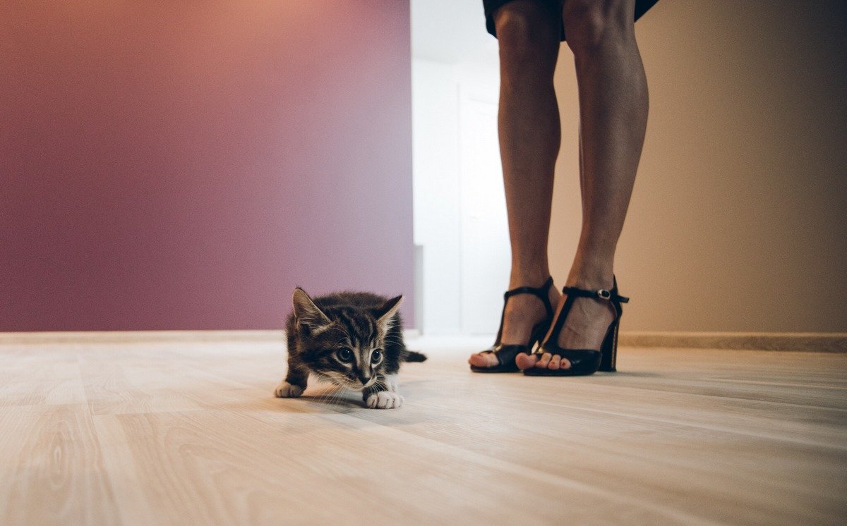 Запускаем кошку в дом. Кот новоселье. Кот в новой квартире. Котик на новоселье. Кот в новом доме.
