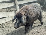 Свиньи в овечьих шубках: амурские фермеры заводят пятачков редкой заморской породы