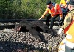 Бурый медведь погиб под колесами поезда в Тындинском районe