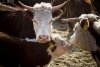 Экспериментальный способ осеменения поможет амурским коровам рожать самочек