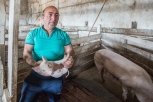 Подложили свинью: в Приамурье после федеральных репрессий падает поголовье хряков