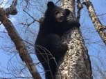 Спасенные в Приамурье медвежата отправятся в Южную Корею