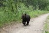 Амурского медвежонка-найденыша посадят в вольер с гималайским в приморском центре (видео)