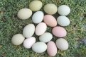Jaké jsou výhody modrých slepičích vajec?