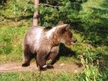 В Тынде во дворе жилого дома застрелили медведя