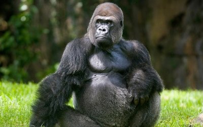 Утро с «Амурской правдой»: бесплатный билет для толстушек и самая знаменитая горилла Коко