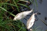 Массовая гибель рыбы в Гильчинском водохранилище произошла из-за избытка аммиака в воде