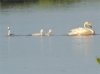 Лебеди-кликуны впервые начали гнездиться в заповеднике Приамурья