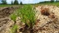 Почти 7 миллионов саженцев хвойных деревьев высадили весной в Приамурье