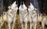 Волков пора травить ядом: хищники наносят миллионные убытки животноводам Приамурья