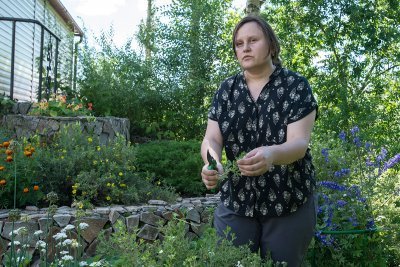 Пять листьев и море пользы: о целебных свойствах и ландшафтных перспективах курильского чая