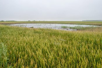 «В таких условиях только рис выращивать»: под водой погибает урожай амурских аграриев