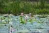 Фермер создал в Приамурье новое озеро с лотосами